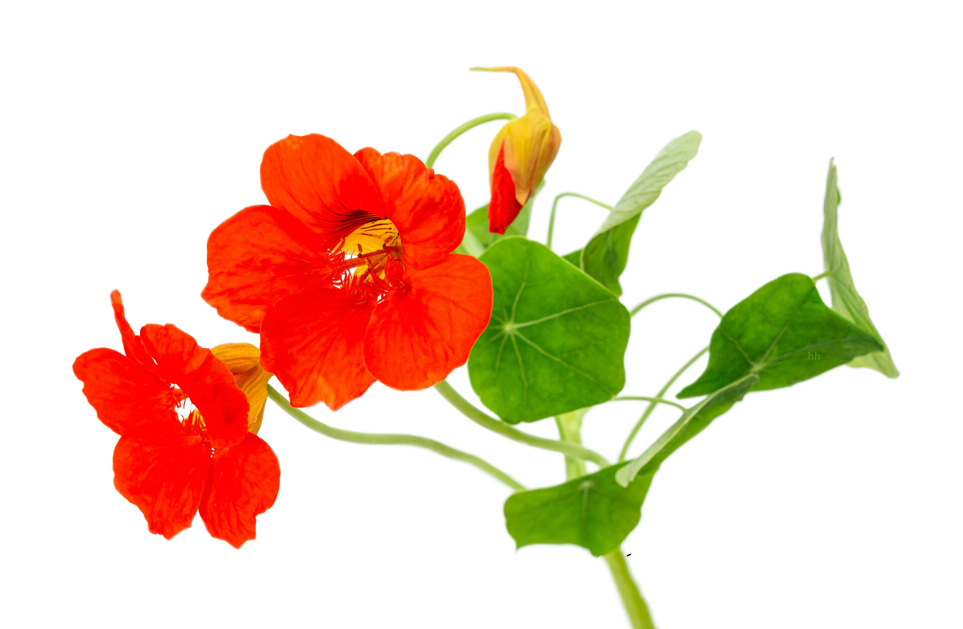 Oost indische Kers Tinctuur / Tropaeolum majus