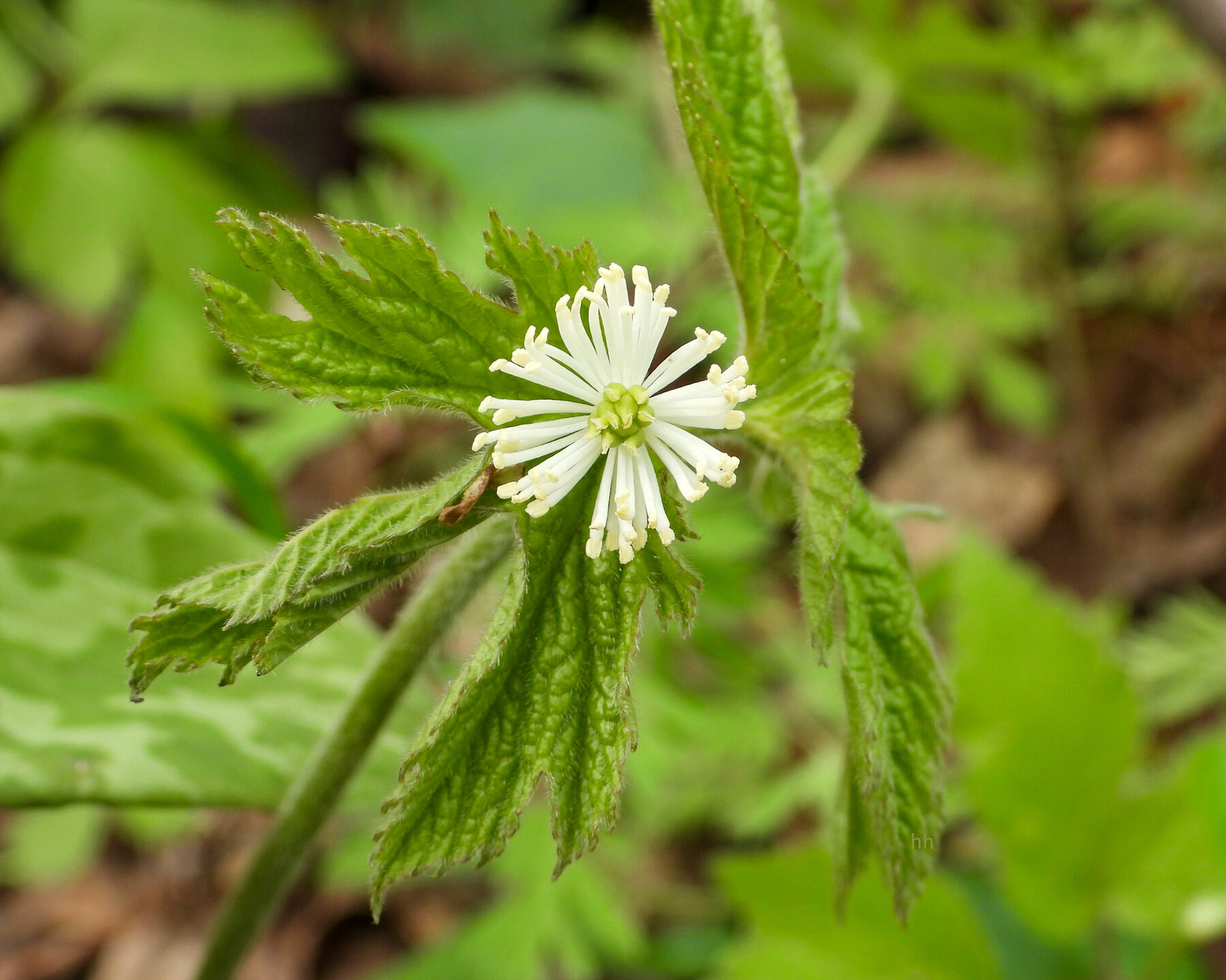 Hydrastis Cannadensis tinctuur