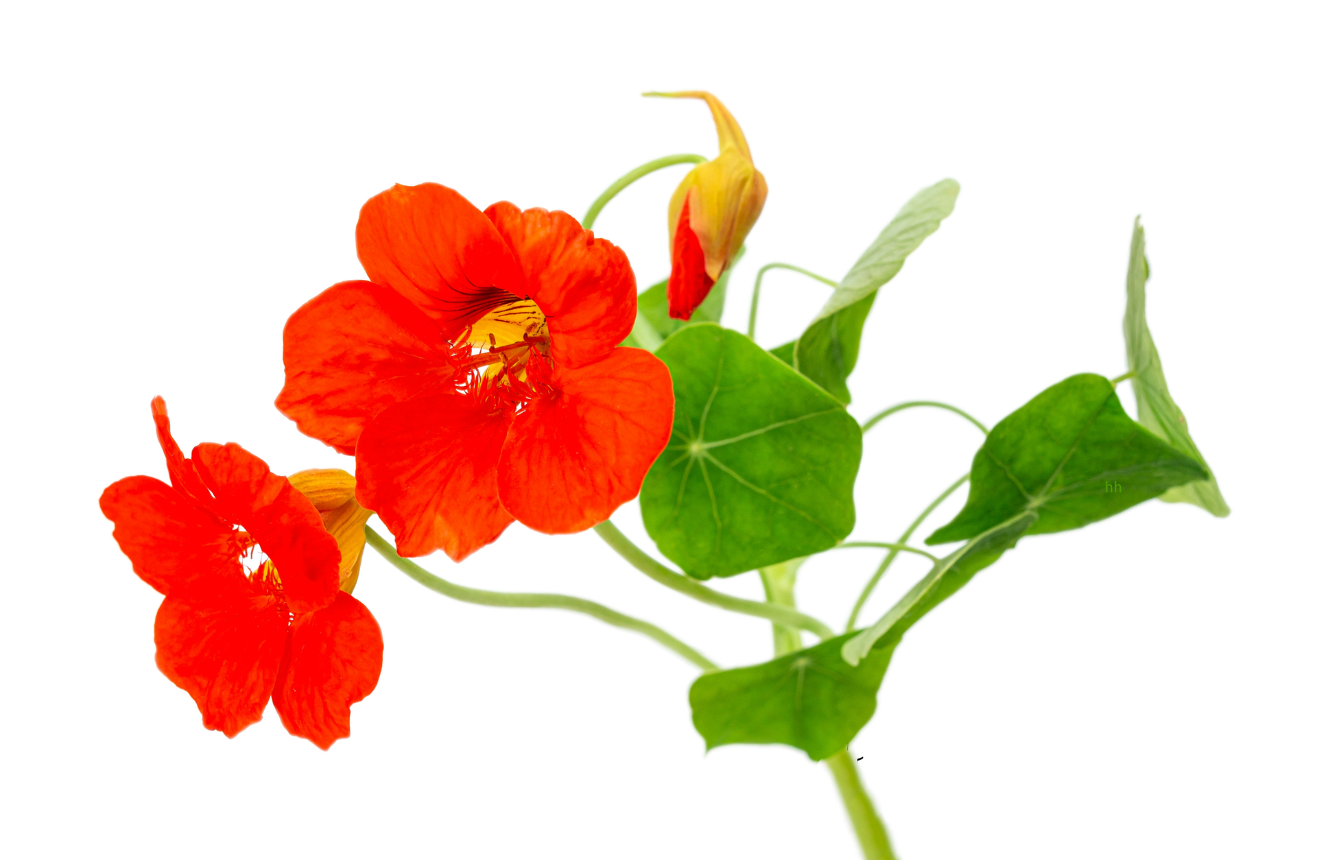 Oost indische Kers Tinctuur / Tropaeolum majus