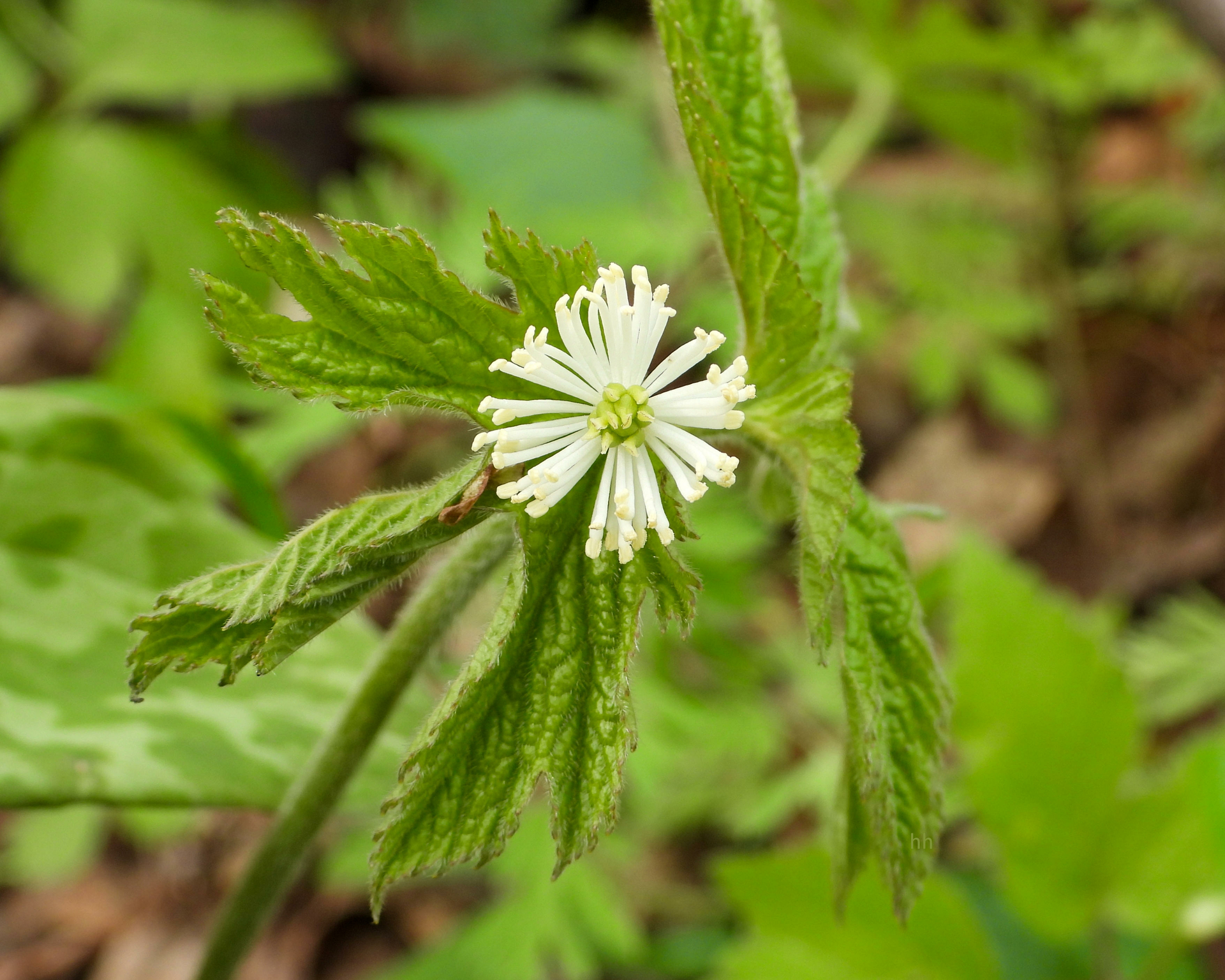 Hydrastis Cannadensis tinctuur